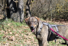 LOTTY, Hund, Mischlingshund in Griechenland - Bild 4