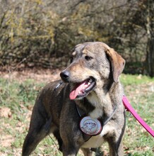 LOTTY, Hund, Mischlingshund in Griechenland - Bild 5