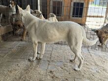 NOEMI, Hund, Mischlingshund in Rumänien - Bild 6