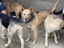 CANDY, Hund, Mischlingshund in Rumänien - Bild 1