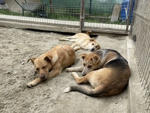 CANDY, Hund, Mischlingshund in Rumänien - Bild 10