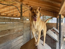 CANDY, Hund, Mischlingshund in Rumänien - Bild 11
