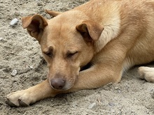 CANDY, Hund, Mischlingshund in Rumänien - Bild 13