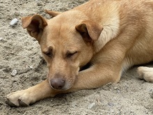 CANDY, Hund, Mischlingshund in Rumänien - Bild 2