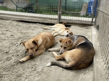 CANDY, Hund, Mischlingshund in Rumänien - Bild 20