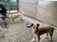 CANDY, Hund, Mischlingshund in Rumänien - Bild 4
