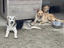 CANDY, Hund, Mischlingshund in Rumänien - Bild 5