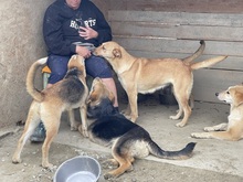 CANDY, Hund, Mischlingshund in Rumänien - Bild 6
