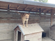 CANDY, Hund, Mischlingshund in Rumänien - Bild 7