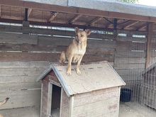 CANDY, Hund, Mischlingshund in Rumänien - Bild 8