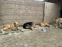 CANDY, Hund, Mischlingshund in Rumänien - Bild 9