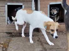 KIMBY, Hund, Mischlingshund in Rumänien - Bild 2