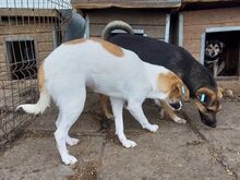 KIMBY, Hund, Mischlingshund in Rumänien - Bild 4