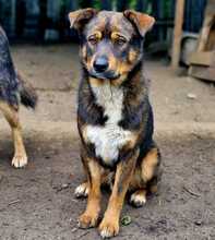 TEDDY, Hund, Mischlingshund in Rumänien - Bild 1