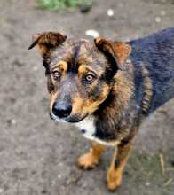 TEDDY, Hund, Mischlingshund in Rumänien - Bild 3