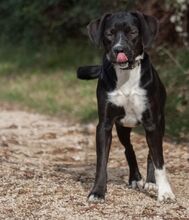 ARNY, Hund, Mischlingshund in Kroatien - Bild 2