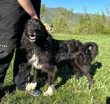 BRUNO, Hund, Mischlingshund in Kroatien - Bild 3