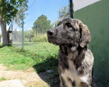 BUDA, Hund, Mastin Español in Spanien - Bild 1