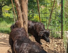 ZORICA, Hund, Mischlingshund in Kroatien - Bild 2