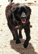 ETTY, Hund, Mischlingshund in Kroatien - Bild 1