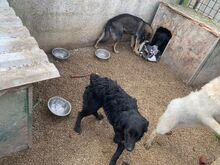 ETTY, Hund, Mischlingshund in Kroatien - Bild 2