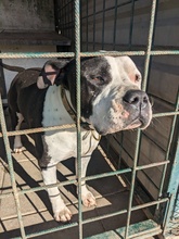 BEN, Hund, Mischlingshund in Kroatien - Bild 1