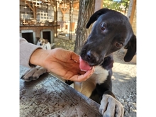 JAMIRO, Hund, Mischlingshund in Rumänien - Bild 3