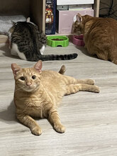 AMELIE, Katze, Europäisch Kurzhaar in Belgien - Bild 10