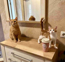AMELIE, Katze, Europäisch Kurzhaar in Belgien - Bild 11