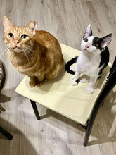 AMELIE, Katze, Europäisch Kurzhaar in Belgien - Bild 8