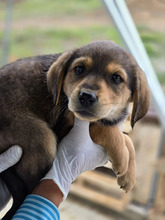 FLOCKE, Hund, Mischlingshund in Griechenland - Bild 2