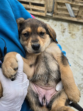 FLOCKE, Hund, Mischlingshund in Griechenland - Bild 3