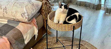 MITKO, Katze, Europäisch Kurzhaar in Berlin - Bild 10