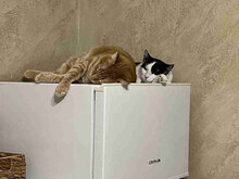 MITKO, Katze, Europäisch Kurzhaar in Berlin - Bild 11