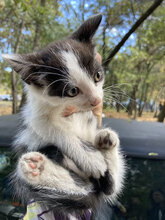 MITKO, Katze, Europäisch Kurzhaar in Berlin - Bild 7