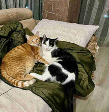 MITKO, Katze, Europäisch Kurzhaar in Berlin - Bild 9