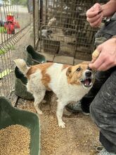 FRIDO, Hund, Mischlingshund in Rumänien - Bild 5