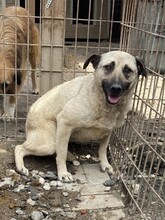 ESTELLE, Hund, Mischlingshund in Rumänien - Bild 5