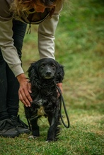 BAKLAVA, Hund, Mischlingshund in Ungarn - Bild 2