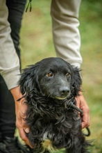 BAKLAVA, Hund, Mischlingshund in Ungarn - Bild 3