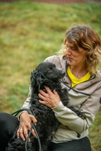 BAKLAVA, Hund, Mischlingshund in Ungarn - Bild 6
