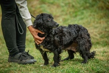 BAKLAVA, Hund, Mischlingshund in Ungarn - Bild 7