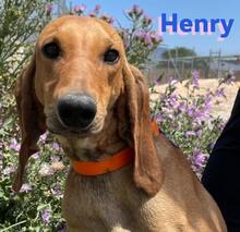 HENRY, Hund, Segugio Italiano in Griechenland - Bild 1