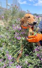 HENRY, Hund, Segugio Italiano in Griechenland - Bild 5