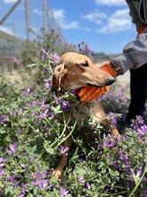 HENRY, Hund, Segugio Italiano in Griechenland - Bild 6