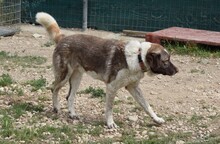 STEPHAN, Hund, Griechischer Schäferhund-Mix in Griechenland - Bild 1