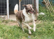 STEPHAN, Hund, Griechischer Schäferhund-Mix in Griechenland - Bild 2