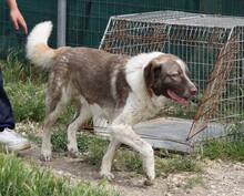 STEPHAN, Hund, Griechischer Schäferhund-Mix in Griechenland - Bild 3