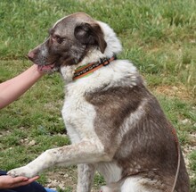 STEPHAN, Hund, Griechischer Schäferhund-Mix in Griechenland - Bild 4