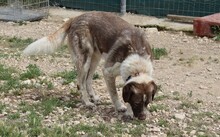 STEPHAN, Hund, Griechischer Schäferhund-Mix in Griechenland - Bild 8